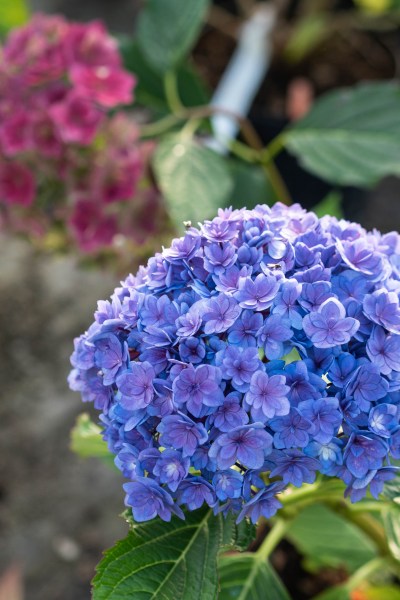 Mop head hydrangeas