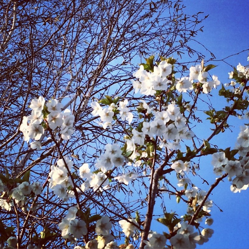 Ornamental fruit trees such as the black cherry plum make a good screen