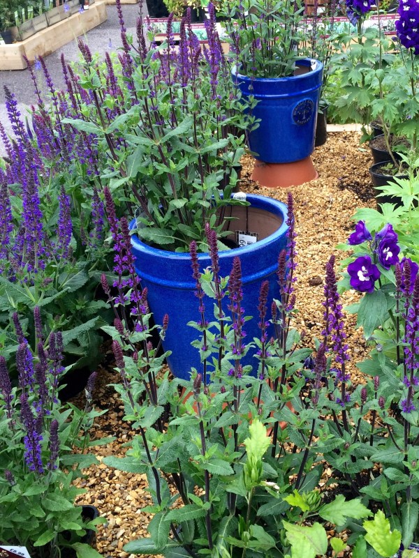 Colour-theme pots in borders