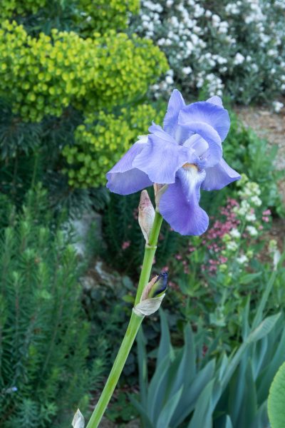 Iris at Doddington Place Gardens