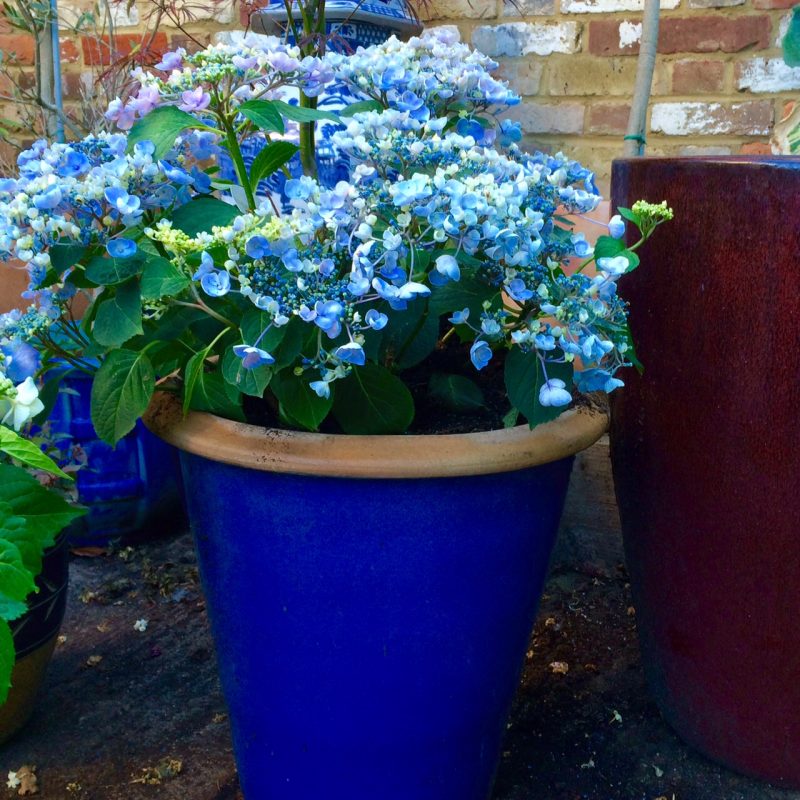 Match the colour of the pot to the colours of the flowers 