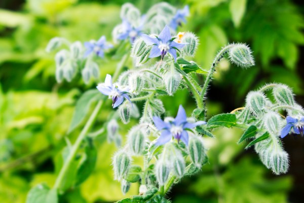 Borage flowers