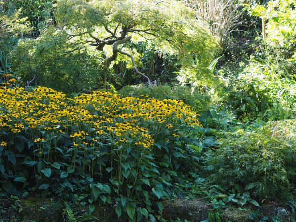 Rudbeckias in shady woodland.