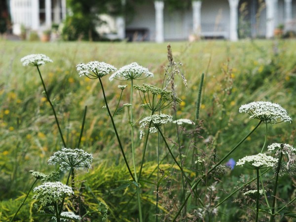 A quick meadow garden