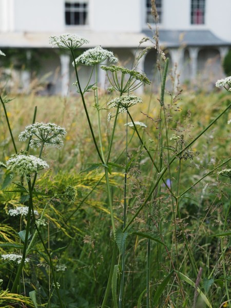 Eco-friendly garden tips