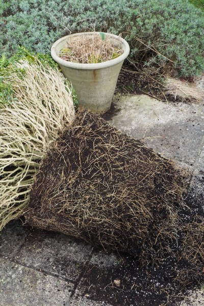 How to root prune your topiary in pots