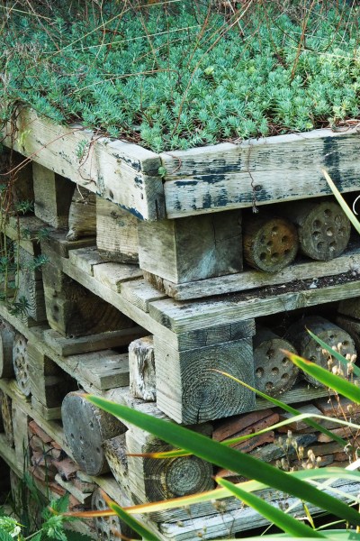 Find out what bug hotels really need #sustainableliving #garden