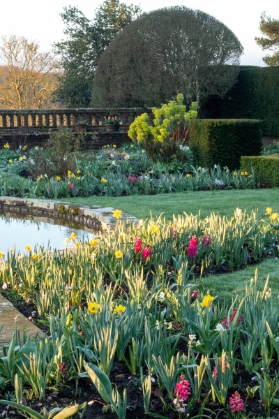 Spring bulbs planted in a formal border