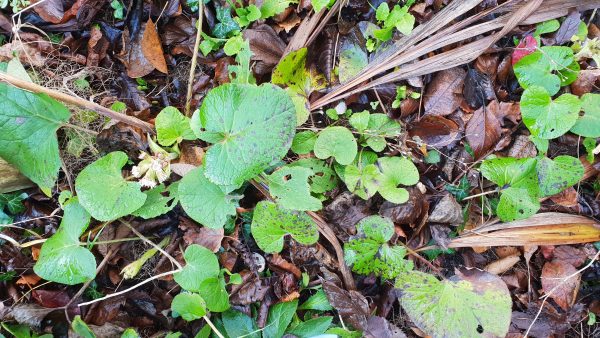 A good way of deterring perennial weeds, such as butterburr