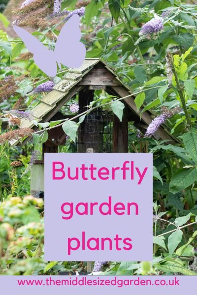 Buddleia for butterflies