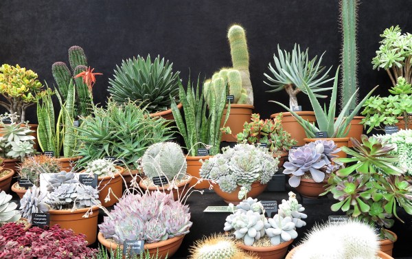 Cacti from Ottershaw Cacti