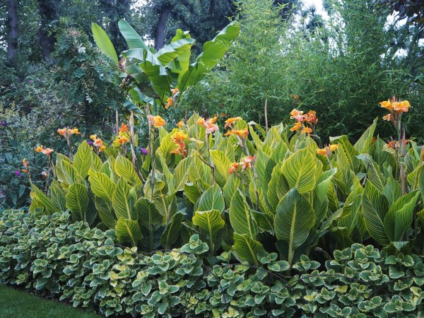 How to over-winter cannas in a temperate climate