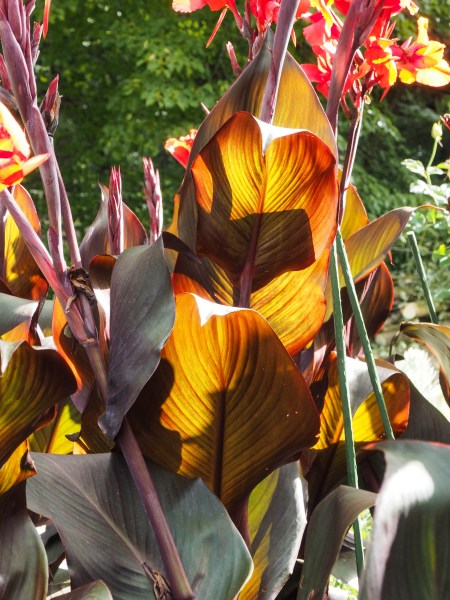 Choose cannas for their foliage