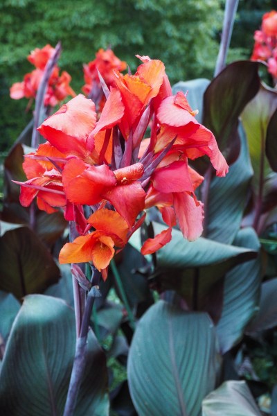 Choose cannas for their flowers and foliage