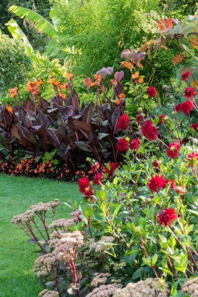 Plant dahlias with cannas 