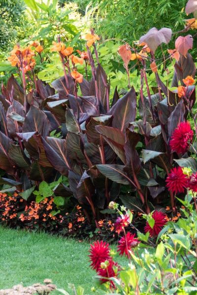 Cannas and dahlias