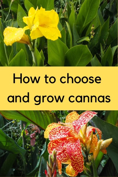 Everything you need to know about cannas