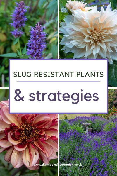 5 types of slug resistant plants and how to outwit slugs and snails