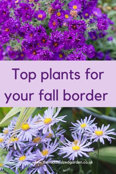 Asters are top autumn flowering perennials