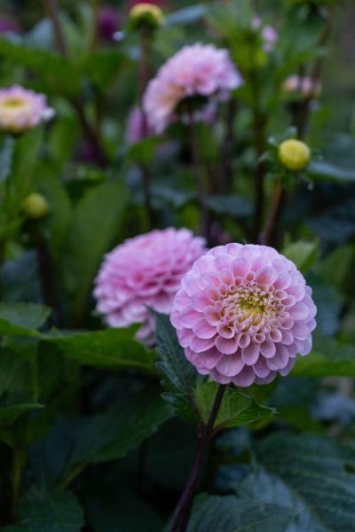 Dahlias won't flower in a shady spot - they need full sun.