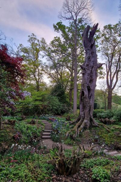 Stumpery at Doddington Place Gardens