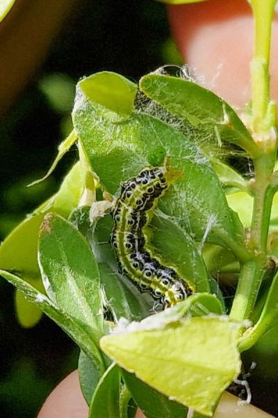 The box tree moth caterpillar