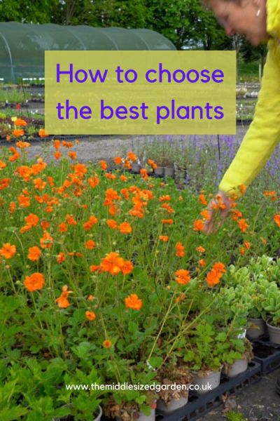 How to choose the best plants for your garden