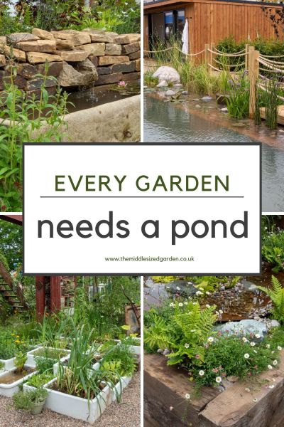 Every garden needs a pond, however small