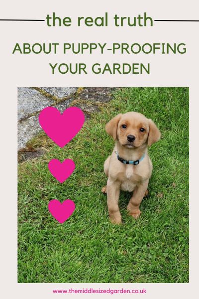 How to puppy-proof your garden