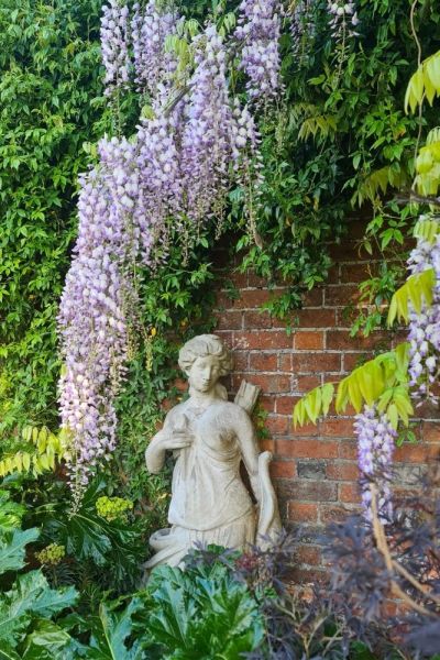 Early summer gardening jobs include pruning wisteria