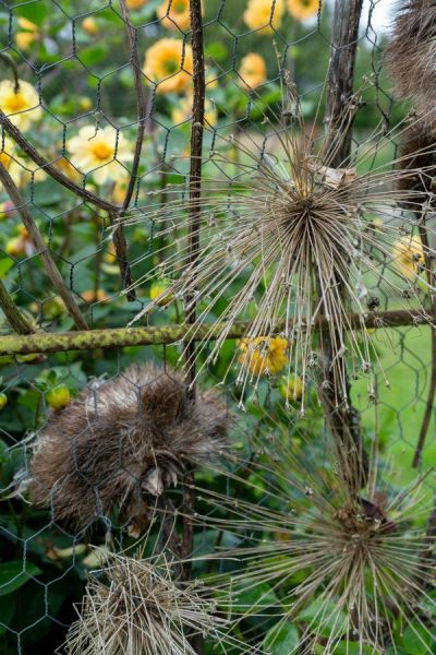 Recycled arch with dried allium heads