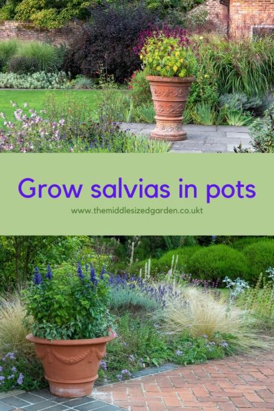 Salvias in pots at Great Comp Garden