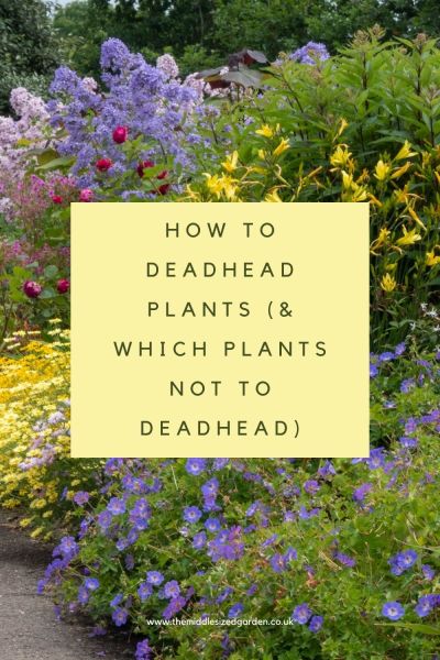 How to deadhead plants