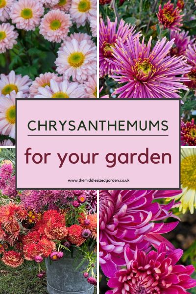 How to grow chrysanthemums