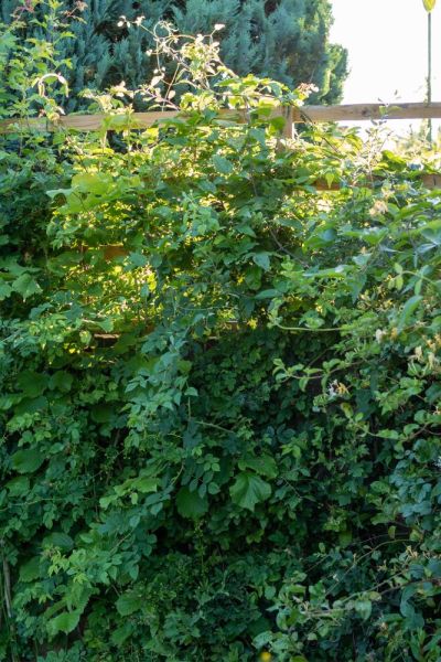 Plant a native hedge in a wildlife garden