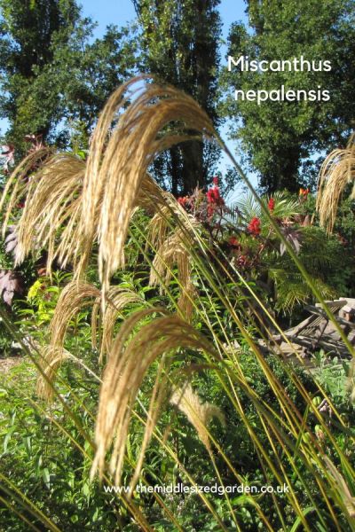 Miscanthus nepalensis from Pineview Plants