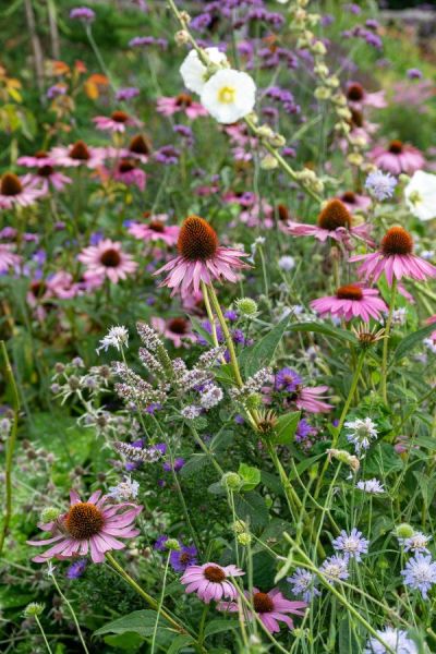 Cottage garden plants - scabious, echinacea, sanguisorba and hollyhocks.