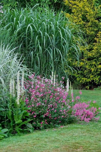 Salvias with miscanthus