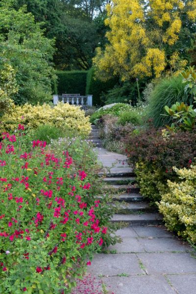 Red salvia with red fuschia