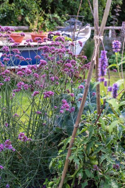 Cottage garden plants mixed with veg growing