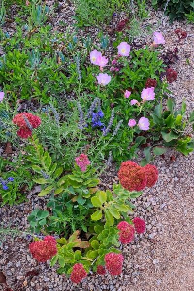 Cottage garden plants on Heronswood driveway