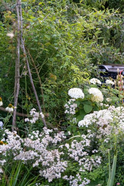 White cottage garden flowers