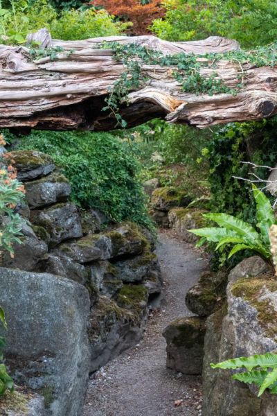 Use fallen trees or stumps as sculpture