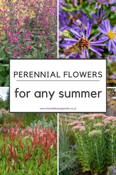 10 beautiful but tough perennials