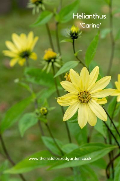 Helianthus 'Carine' is a pretty lemon-yellow perennial sunflower.