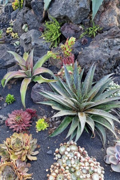 Give succulents space when planting out