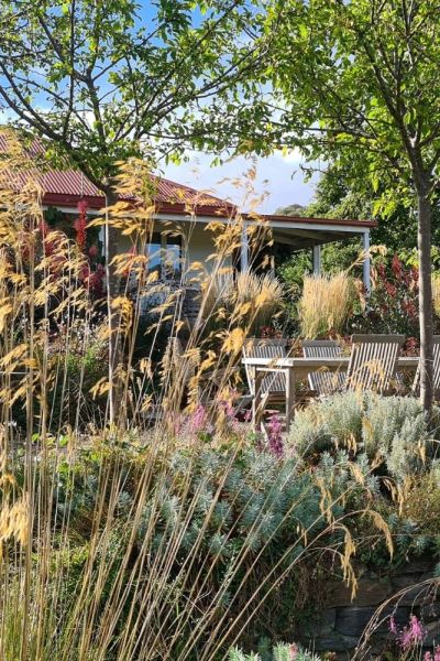 Stipa gigantea 