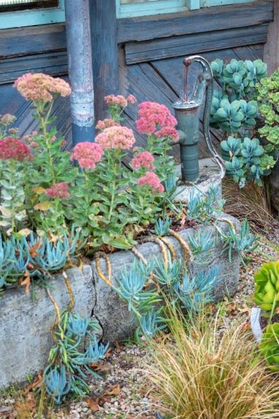 Sedum and succulents