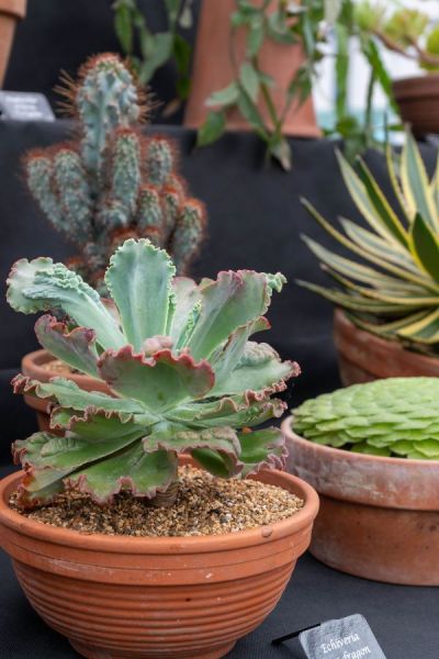 Echeveria Sea Dragon from Fosters Exotic and Unusual Plants