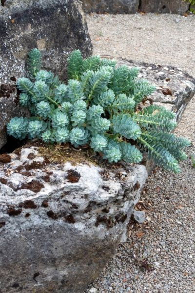 Sedum and sempervivum